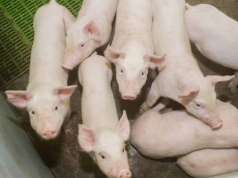 06.04.2026 Ceny sprzedaży warchlaka krajowego i importowanego: bez niespodzianek