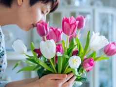 Nie wyrzucaj klapniętych tulipanów. Tak szybko przywrócisz im świeżość