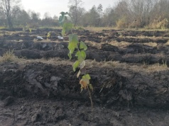 Wiosna to kluczowy czas odnowień w polskich lasach