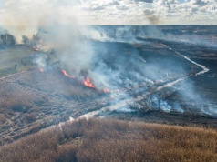 Rozległy pożar nieużytków w Chocianowie