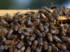 Turysta został użądlony ponad 100 razy. Teraz walczy o życie