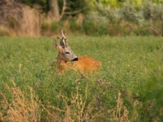 Setki tysięcy Polaków czekały na tę zmianę latami. Sprzedaż odziedziczonej nieruchomości wreszcie bez zbędnej papierologii
