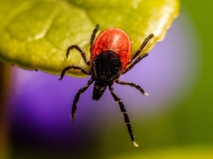 Uważaj na roślinę, która przyciąga kleszcze. Rodzice nie zdają sobie sprawy z tego zagrożenia