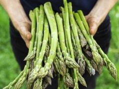 To warzywo jest toksyczne, a Polacy się nim zajadają. Właśnie zaczyna się na nie sezon