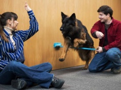 „Komisarz Alex”: dwa psy w jednej roli. Jak Tao i Falko pracują na planie?