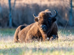 Polskie korridy były bardziej krwawe niż hiszpańskie. Żubry rozrywały ludzi na arenach Jagiellonów