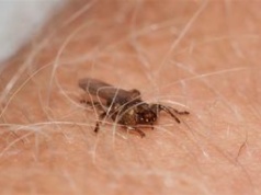 "Latający kleszcz" wraca do parków i lasów. Jego ugryzienie może być bolesne