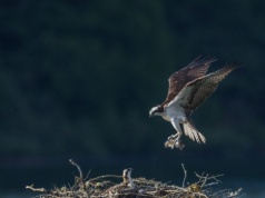 Ekstremalnie rzadkie ptaki wróciły do gniazd w Polsce. Każdy jest bezcenny