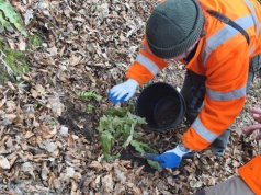 Chroniona paproć stanęła na drodze ciężkiego sprzętu na budowie obwodnicy