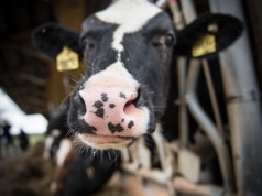 Mleczna farma na sprzedaż za 40,5 mln zł. 290 hektarów, zabudowania i 200 dojnych krów