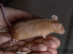Ogromna szansa dla ludzi z chorobami nerek. Z pomocą przyszły myszy