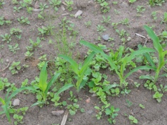 Przed- i powschodowe odchwaszczanie kukurydzy. Jak uniknąć błędów?