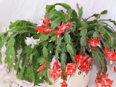 Grudnik potrzebuje tego w kwietniu. Inaczej zapomnij o kwiatach