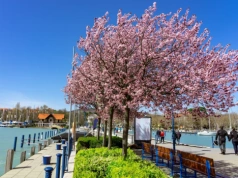 Do tego kraju przyciągają wspomnienia. Polscy turyści na podium