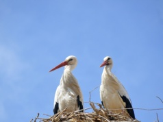 Koszmar bocianów na Bliskim Wschodzie. Doszło do strzelaniny, zginęły setki