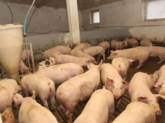 2/3 hodowców chce odejść z produkcji. Rolnicy: nikt nas nie docenia