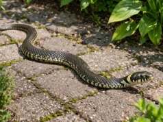 Masz to w ogrodzie? Węże zlecą się tam natychmiast