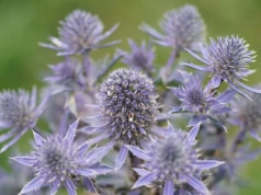 Niezniszczalne rośliny do ogrodu. Posadź raz i zapomnij o podlewaniu