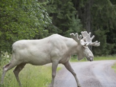 Biała sensacja w polskich lasach. To nie są albinosy