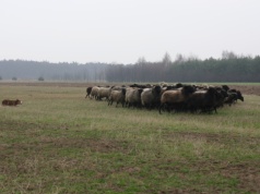 28 tysięcy dolarów za psa pasterskiego. Horrendalne ceny przez brak pracowników na farmy