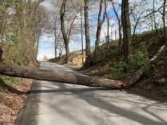 Przewrócone drzewa, połamane konary. Pracowity dzień strażaków w regionie