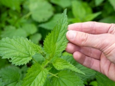 Detoks prosto z łąki. Teraz warto rwać, bo jest najcenniejsza