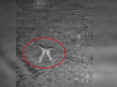 W Wielkanoc na wschodniej granicy było bardzo świątecznie. Wszystko za sprawą… zajęcy