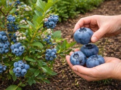 Borówki są małe? Posadź obok tę roślinę, a różnica Cię zszokuje