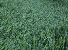 Regulacja łanu zbóż w zmiennej pogodzie. Jak dobrać substancje i termin zabiegu?