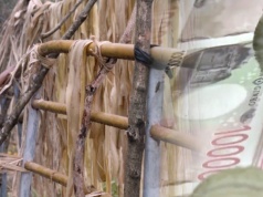 Japońska gotówka powstaje z nepalskiego krzewu. Jak do tego doszło?