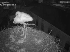 Bocian wrócił na gniazdo i daje nadzieję na nowy sezon lęgowy