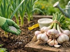 Zrób to w kwietniu, a czosnek będzie gigantyczny. Mistrzowski trik
