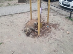 Dziki w tulipanach. Odstrzelili je na oczach dzieci