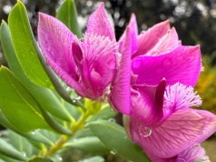 Kwitnie nawet 10 miesięcy. Wszyscy oszaleli na jego punkcie. Hit ogrodów 2026