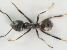 Mrówki, które przejmują całe miasta. Czy Tapinoma magnum są już o krok od Polski?