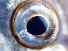 Wędkarz ustanowił nowy rekord. Tyle ważyła ryba. „Unikalny” okaz