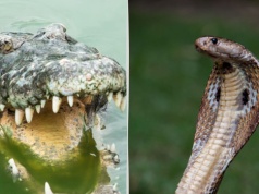 Niezwykły pomysł. Granicy będą strzegły jadowite węże i krokodyle