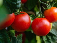 Chcesz mieć kosz własnych pomidorów? Zrób jedną, ważną rzecz przed sadzeniem