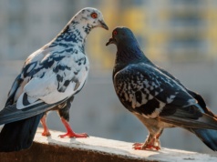 Te 10 sposobów skutecznie odstraszą gołębie z balkonu. Działają lepiej niż kolce czy siatki