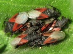 Pojawia się w skupiskach i niszczy rośliny. Ten owad właśnie rozgościł się w Polsce