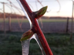 Silne przymrozki nadciągają! Rośliny i plony zagrożone!