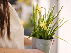 Włóż do doniczki, a nie braknie ci pieniędzy. Babcie robiły to po świętach