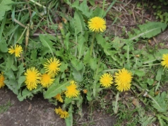 Przestałam go wyrywać „po staremu”. Jeden ruch i mniszek nie odrasta