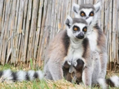Jedyne górskie zoo w Polsce jest na Dolnym Śląsku. Teraz przeżywa baby boom