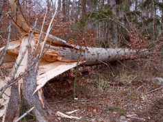 Pogodowy rollercoaster na Podkarpaciu trwa. IMGW wydaje ostrzeżenia przed wichurami