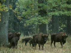 Do końca czerwca MKiŚ wyznaczy obszary starolasów. Obejmą 2 proc. terenów leśnych