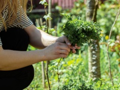 Poznaj sekret ogrodników, by pietruszka rosła dwa razy szybciej. Chodzi o glebę i towarzystwo