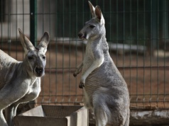 Gdańskie zoo chce wybudować nowy wybieg dla kangurów. W planach też inne inwestycje