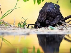 Dzień Bobra 2026. Między tętniącym życiem rozlewiskiem a biurkiem urzędnika