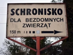 Zaskakujący ruch nowej kierowniczki schroniska w Pawłowie. Pracowała tylko jeden dzień